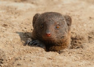 Dwarf Mongoose Selati Research