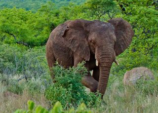 Elephant Monitoring Selati Research