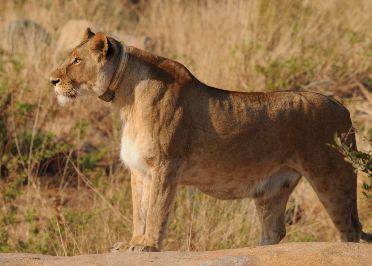 Lion Monitoring Selati Research