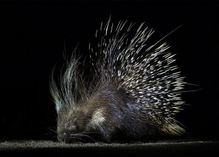 Porcupine Selati Research