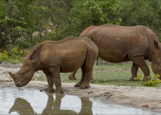 White Rhino Selati Research