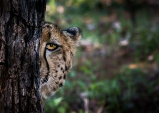 Cheetah Monitoring Selati Research