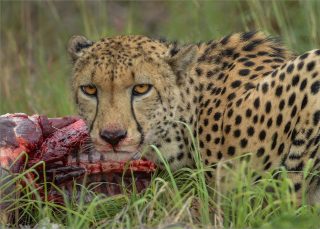 Cheetah Monitoring Selati Research