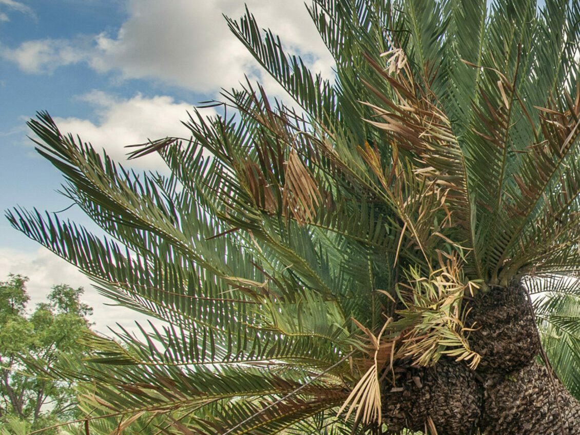 Lillie Cycad Selati Game Reserve