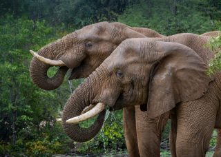 Elephant Monitoring Selati Research