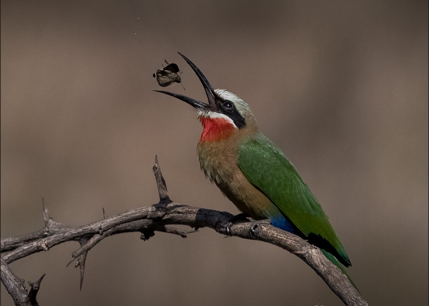 White-fronted Bee-eater Selati Research