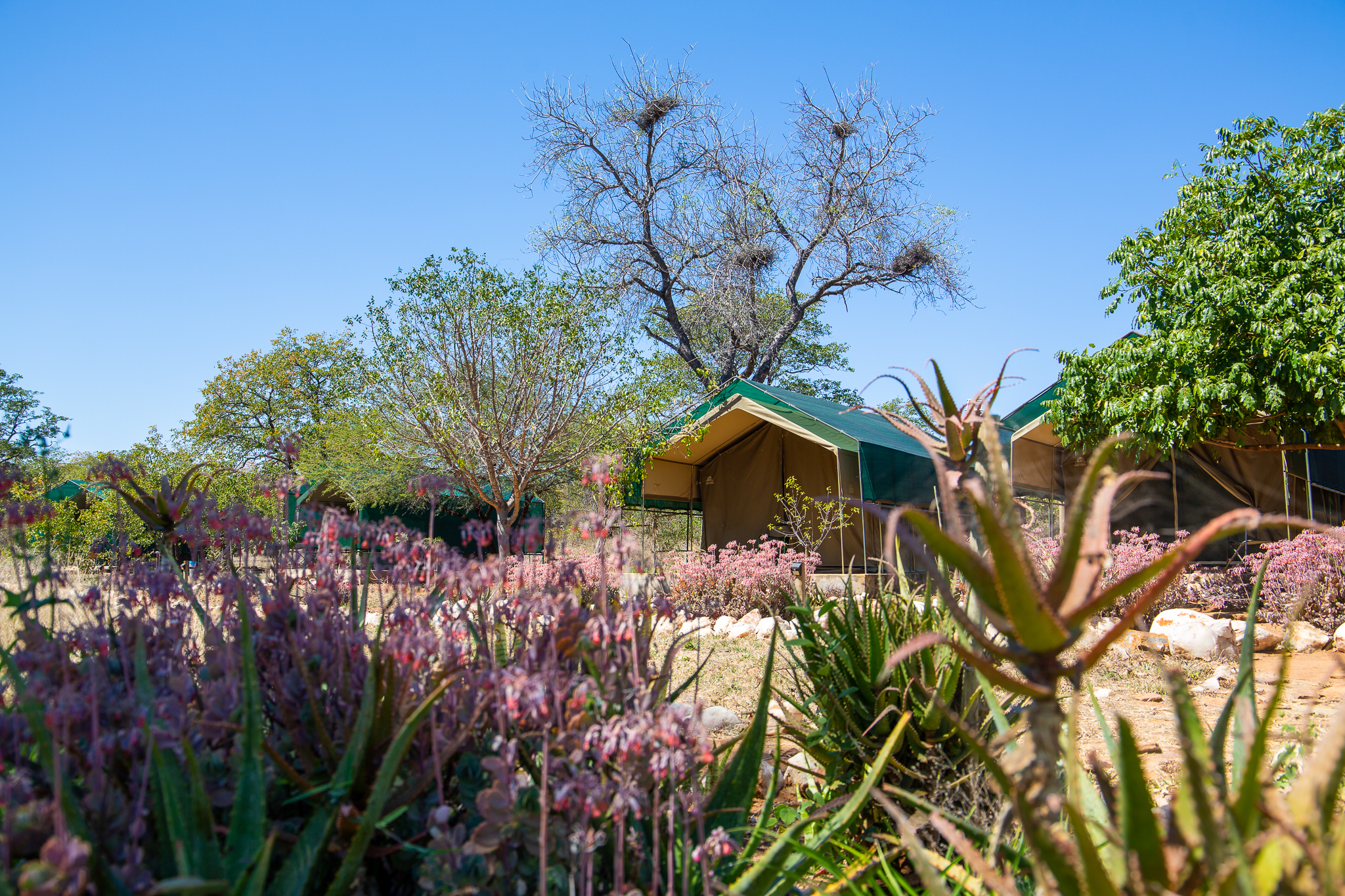 Selati Research Volunteer Camp Tents