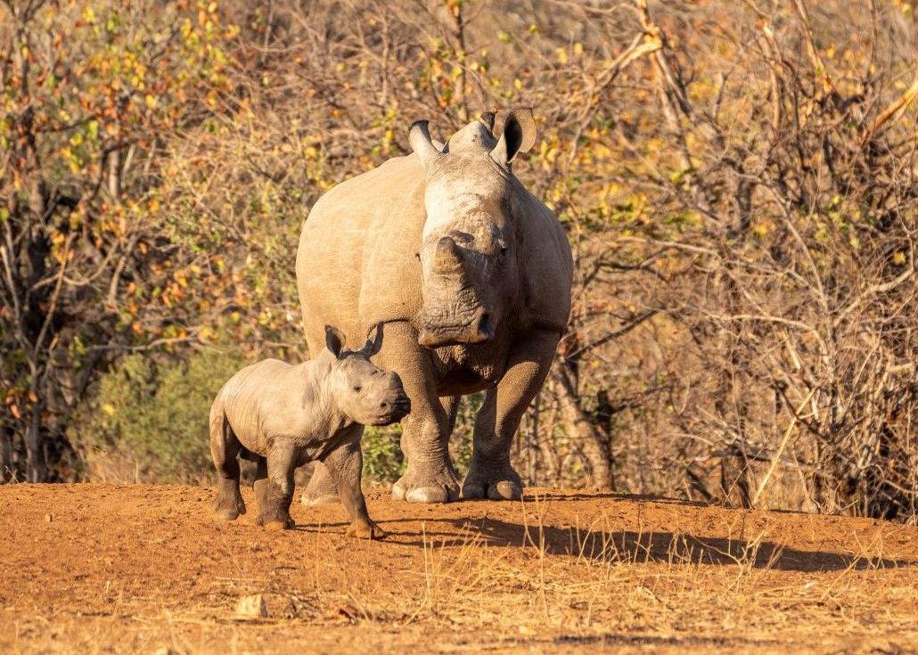 White Rhino Monitoring Selati Research