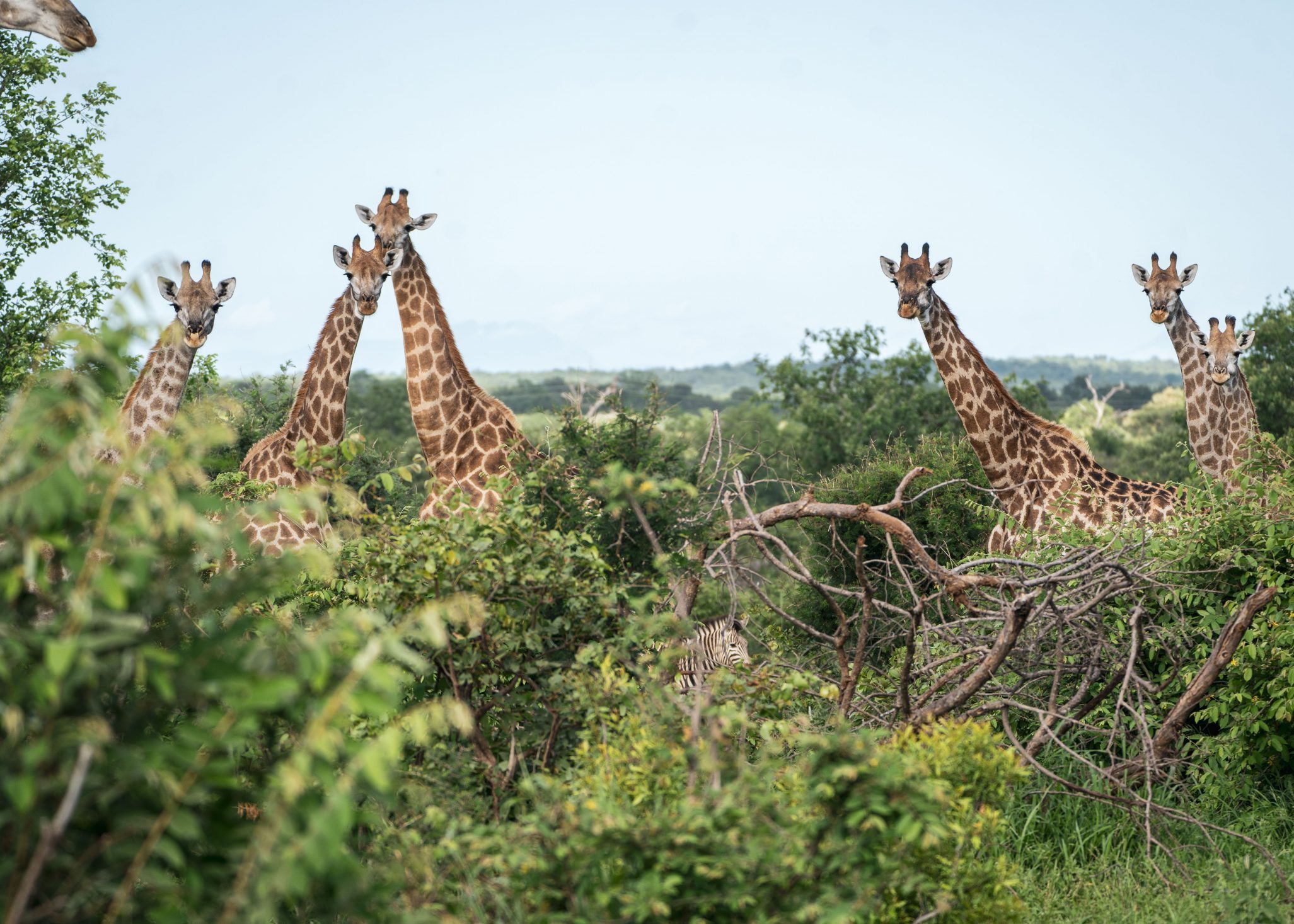 Giraffes Selati Research